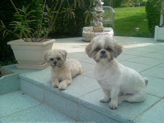 Photo de Lhassa apso