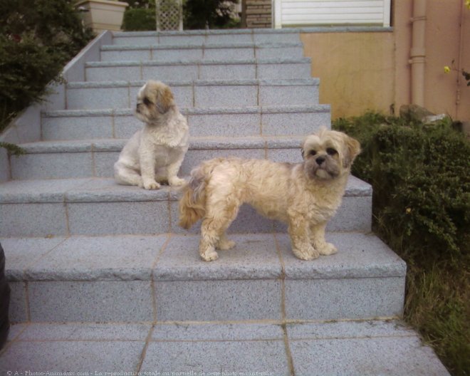 Photo de Lhassa apso