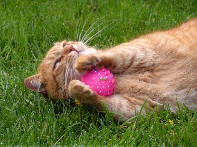 Photo de Chat domestique