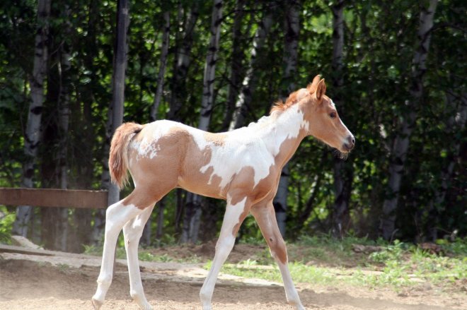 Photo de Paint horse