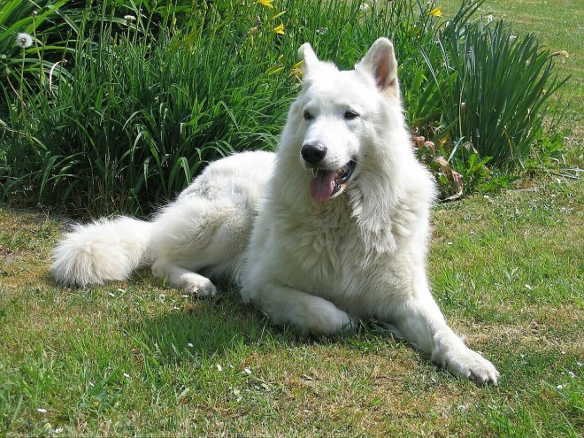 Photo de Berger blanc suisse