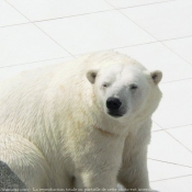 Photo d'Ours