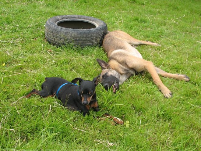 Photo de Berger belge malinois