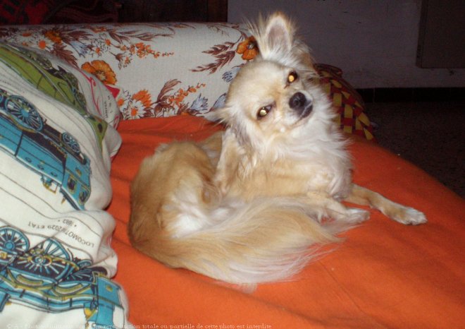 Photo de Chihuahua  poil long