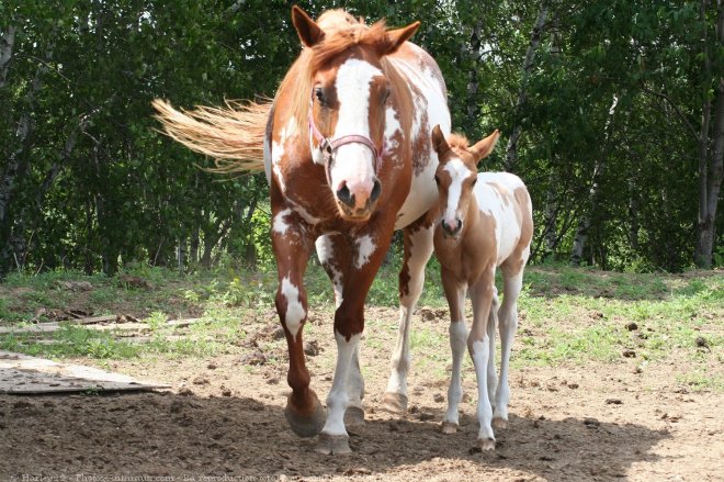 Photo de Paint horse