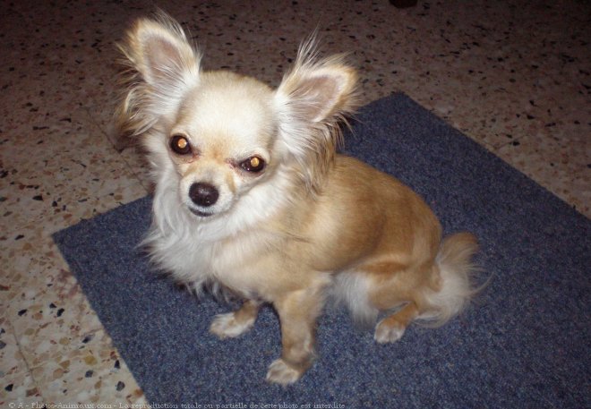 Photo de Chihuahua  poil long