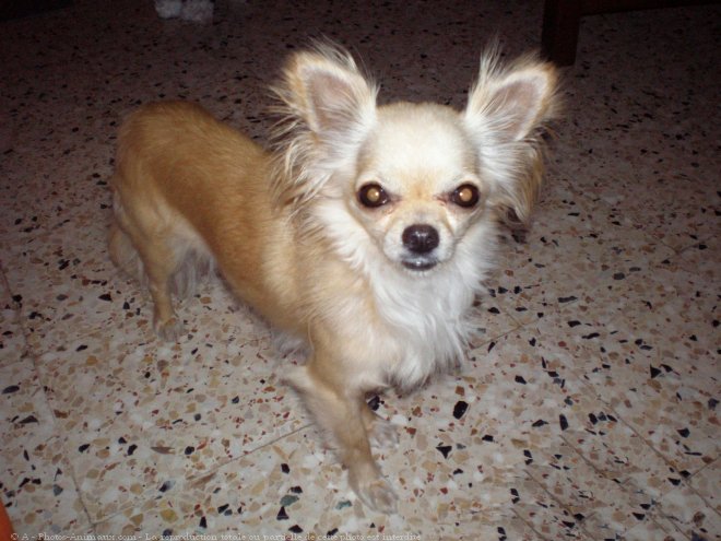 Photo de Chihuahua  poil long