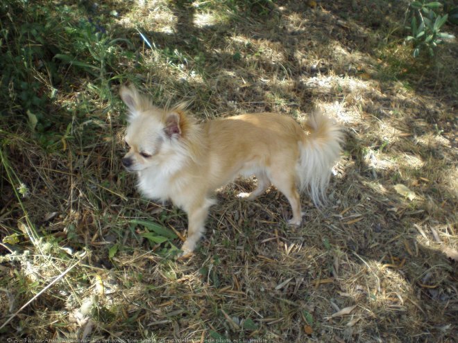 Photo de Chihuahua  poil long