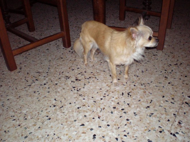 Photo de Chihuahua  poil long