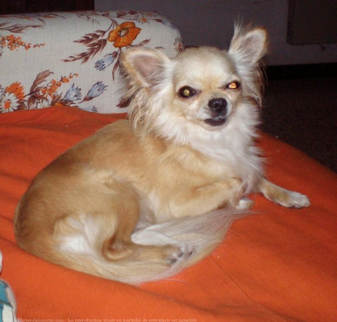 Photo de Chihuahua  poil long