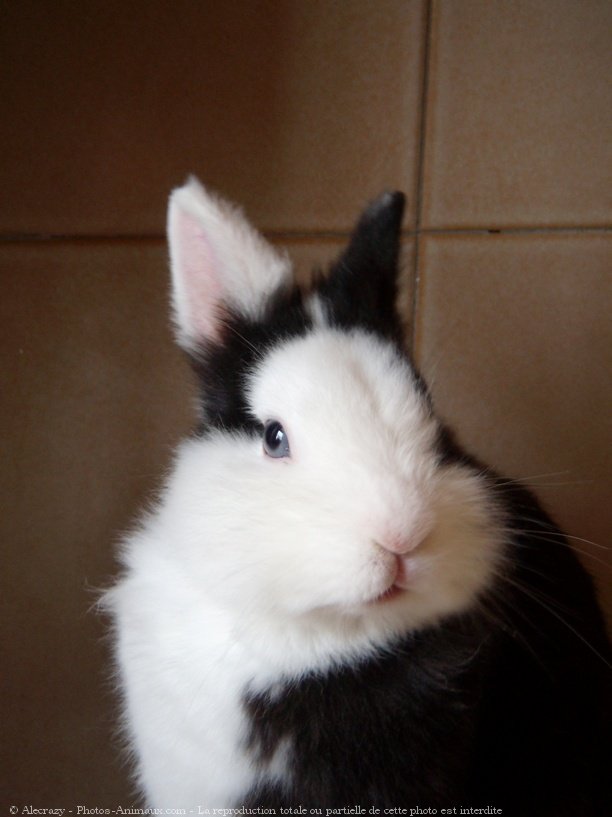 Photo de Lapin