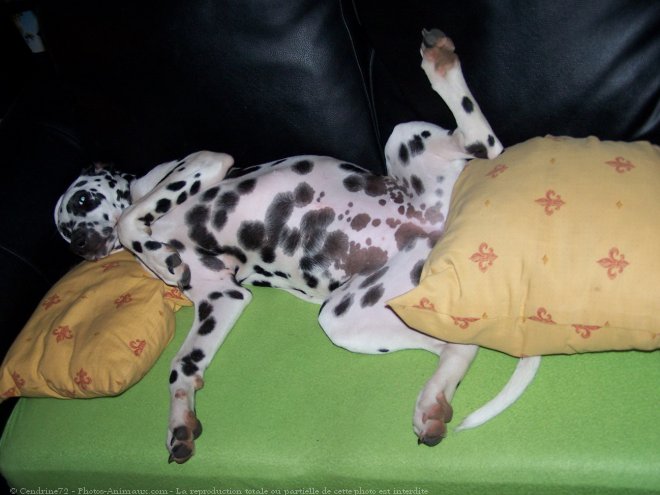 Photo de Dalmatien