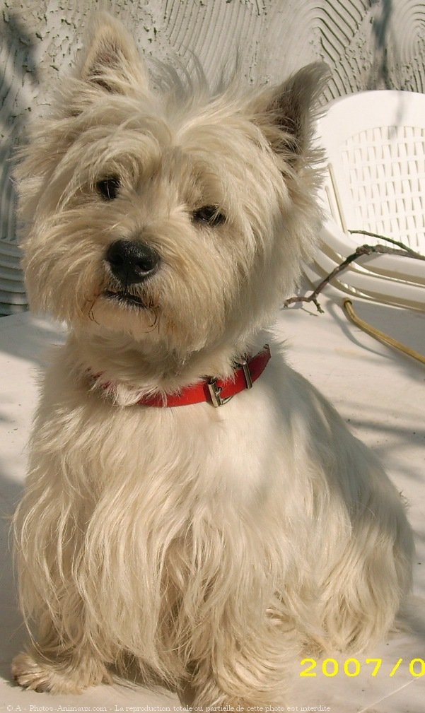 Photo de West highland white terrier