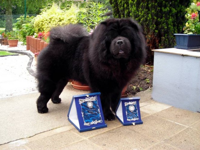 Photo de Chow chow