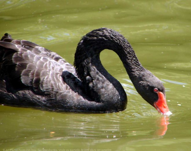 Photo de Cygne