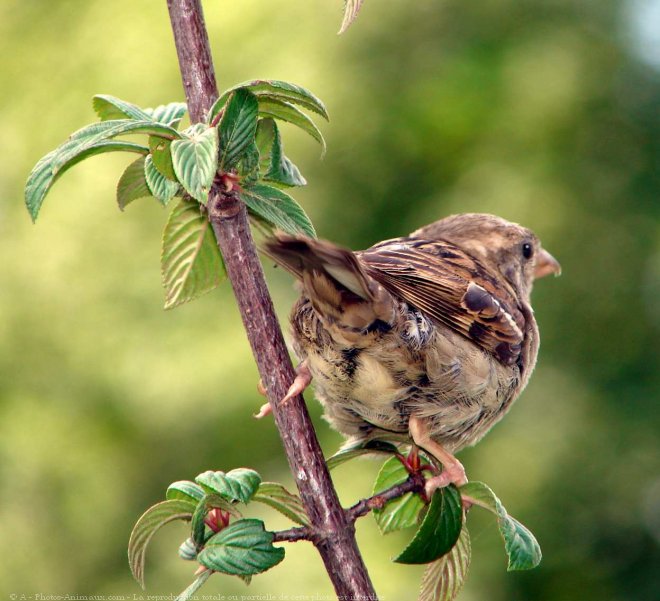 Photo de Moineau