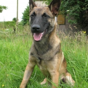 Photo de Berger belge malinois