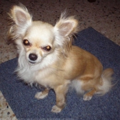 Photo de Chihuahua  poil long