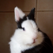 Photo de Lapin