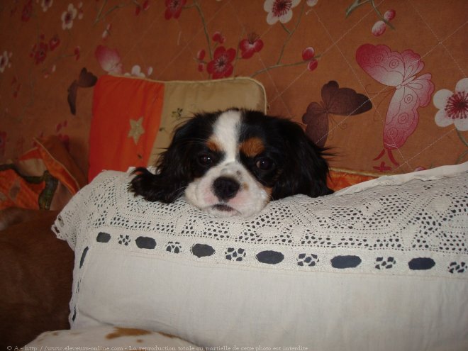 Photo de Cavalier king charles spaniel