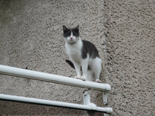 Photo de Chat domestique