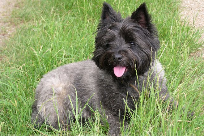 Photo de Cairn terrier