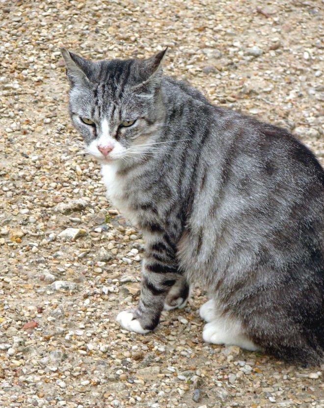 Photo de Chat domestique