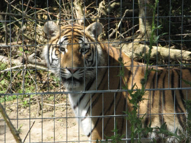 Photo de Tigre