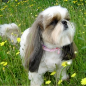 Photo de Shih tzu