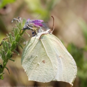 Photo de Papillon