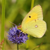 Photo de Papillon