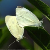 Photo de Papillon