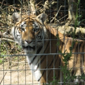 Photo de Tigre