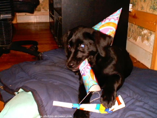 Photo de Labrador retriever