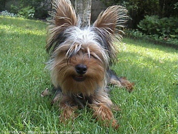 Photo de Yorkshire terrier