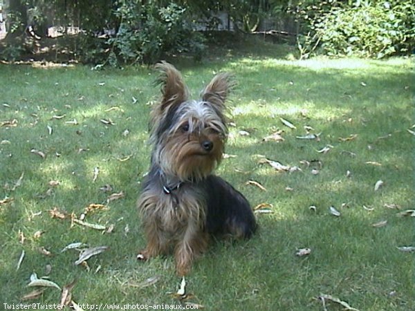 Photo de Yorkshire terrier