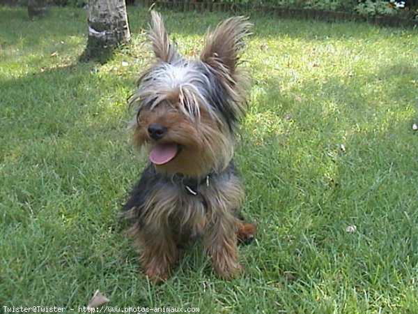 Photo de Yorkshire terrier