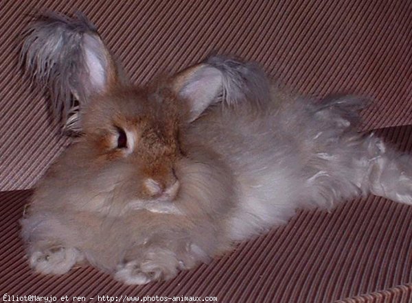 Photo de Lapin