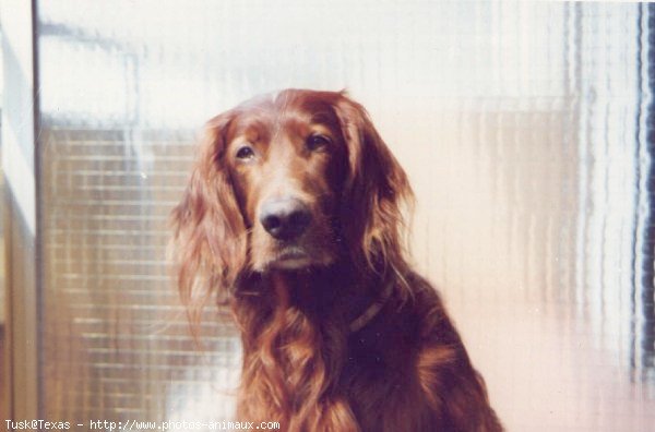 Photo de Setter irlandais rouge