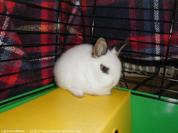 Photo de Lapin