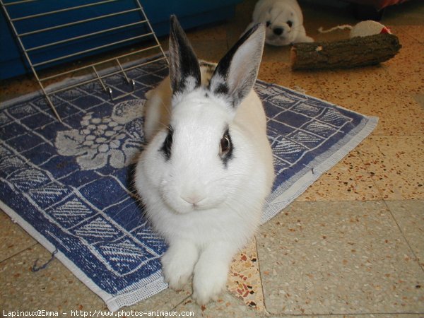 Photo de Lapin