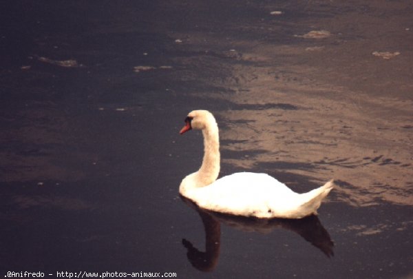 Photo de Cygne