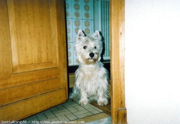 Photo de West highland white terrier