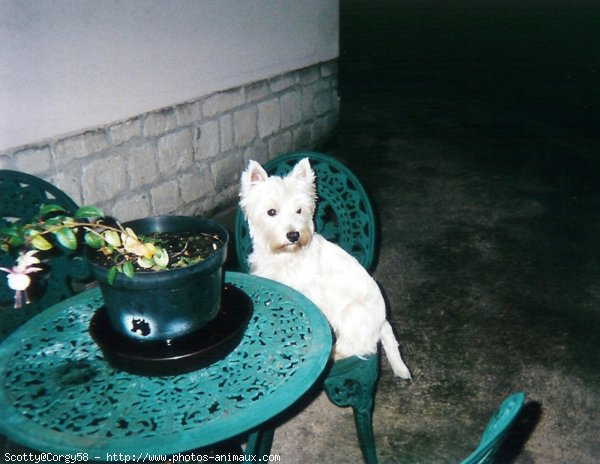 Photo de West highland white terrier