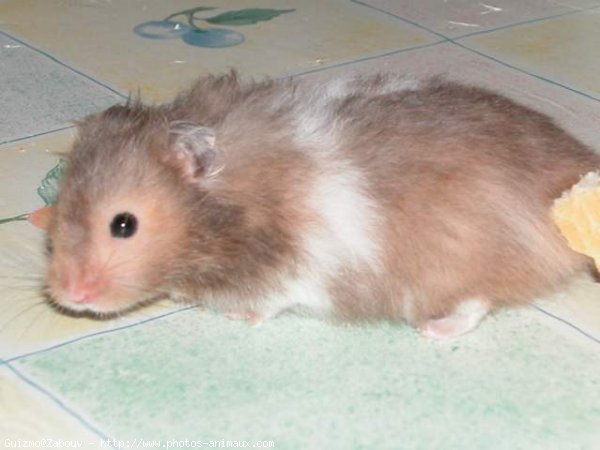 Photo de Hamster