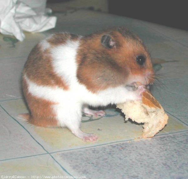 Photo de Hamster