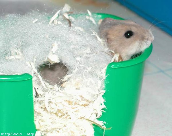 Photo de Hamster