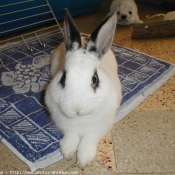 Photo de Lapin