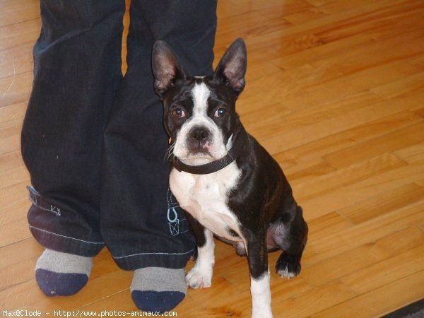 Photo de Boston terrier