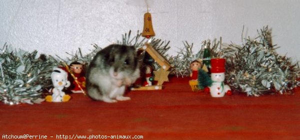 Photo de Hamster